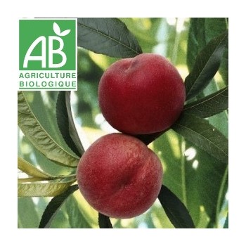 Nectarine Blanche , au Kg