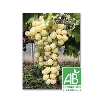 Raisin Italia , au 500Gr