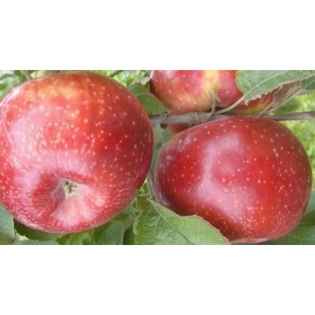 Pomme Juliette ,  au Kg