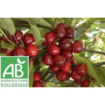 Cerise , au 500 Gr