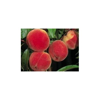 Pêche Jaune , au 500gr