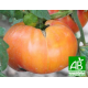 Tomate Cornue des Andes