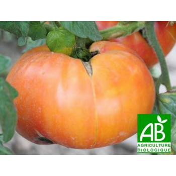 Tomate Cornue des Andes