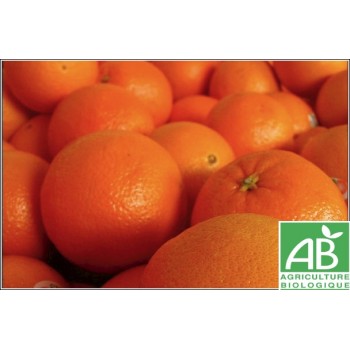 Orange Navel feuille,  au Kg
