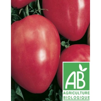 Tomate Coeur de Boeuf , au Kg