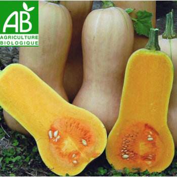 Courge Butternut , au Kg
