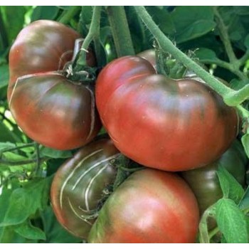 Tomate Noire de Crimée , au Kg