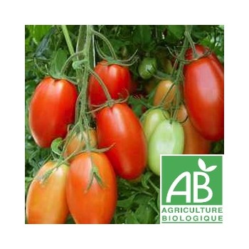 Tomate Roma , au Kg