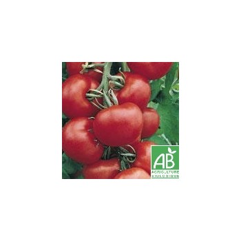 Tomate Ronde , au Kg