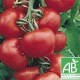 Tomate Ronde , au Kg