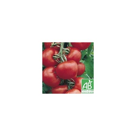 Tomate Ronde , au Kg