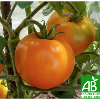 Tomate Coeur de Boeuf , au Kg