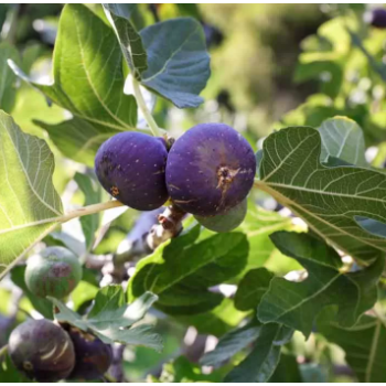 Figues séchée , au 250 Gr