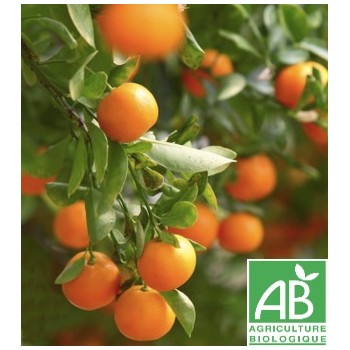 Clémentine , au 500Gr