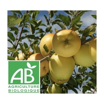 Pomme PINOVA , au Kg
