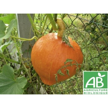 Courge Potimarron vert  ,  au Kg