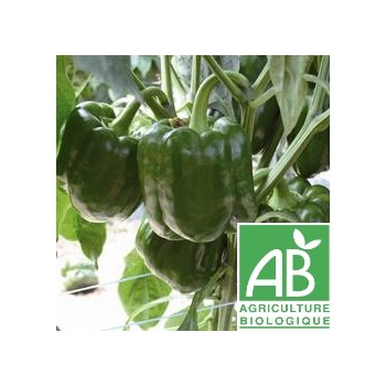 Poivron vert , au 500 Gr
